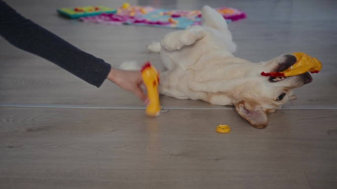 主人在家里的客厅里和可爱的拉布拉多小狗玩耍。有趣和顽皮的狗在地板上打滚和玩它的玩具。快乐的小狗在玩耍