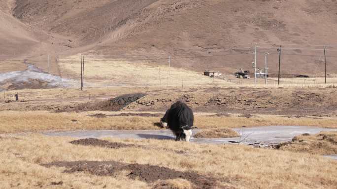 4k高原西藏区久治县冬天牦牛放牧
