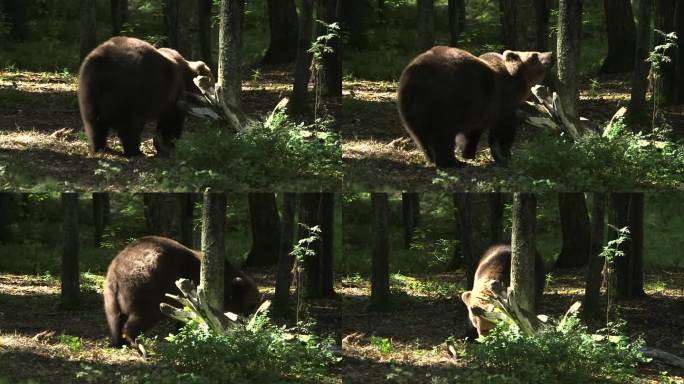 大棕熊在森林里散步，吃了一些东西