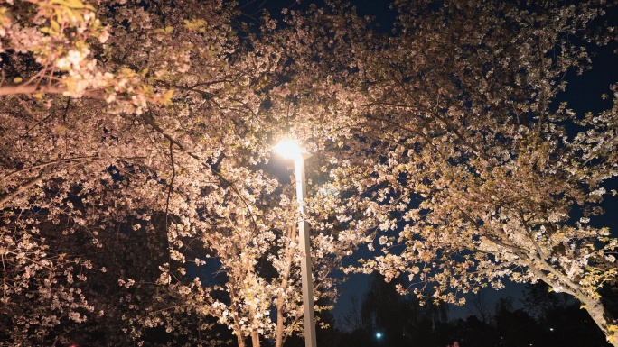 春季夜景樱花