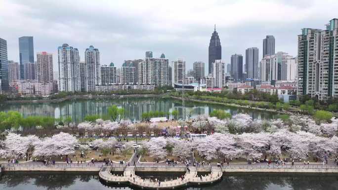 武汉西北湖城市樱花