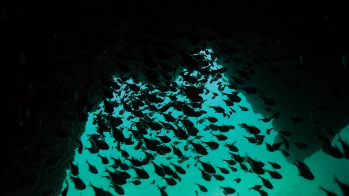 一个充满小鱼的深海洞穴的奇妙景色。