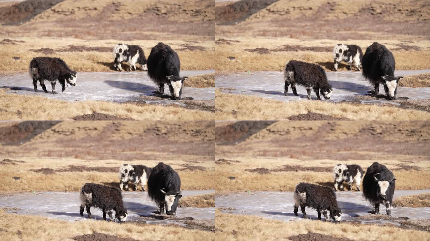 4k高原西藏区冬天特写小牦牛吃草放牧冰河