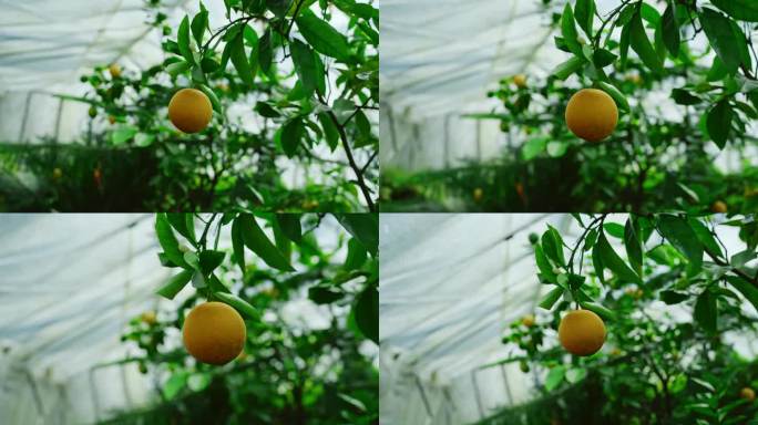 在花园中心的树上挂着成熟的橙子