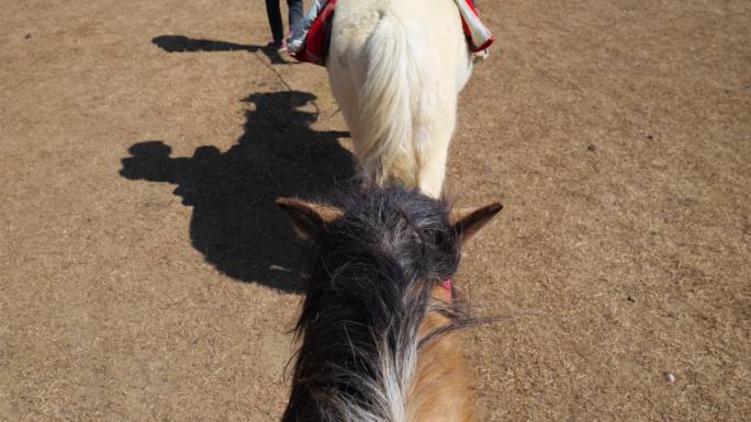 自由的纳帕海草原 美丽的纳帕海草原 骑马