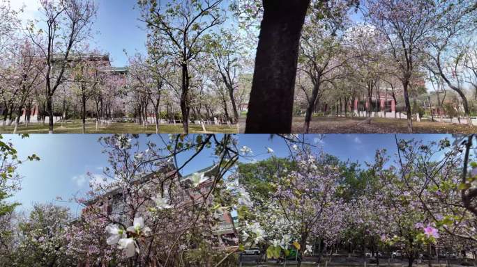 广州华南农业大学紫荆花海