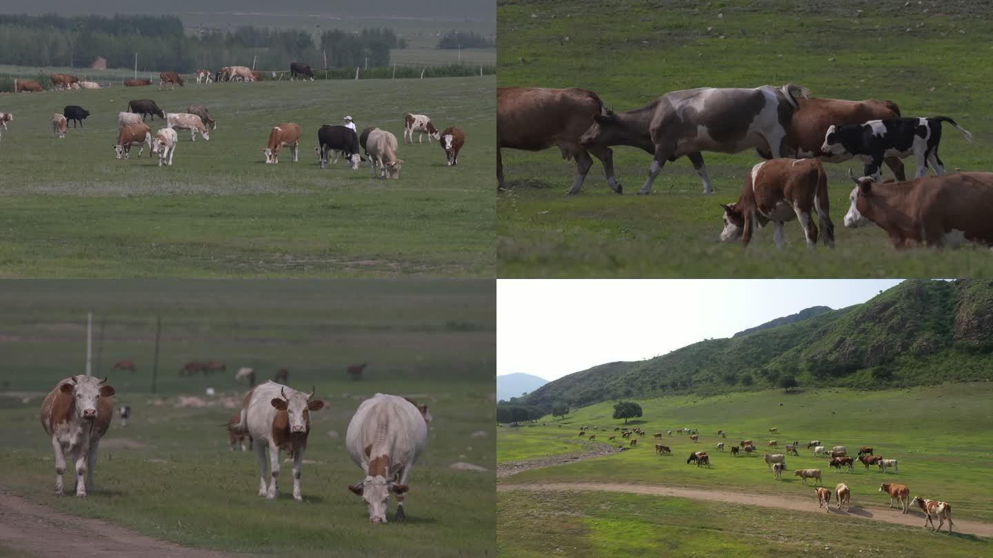 内蒙古巴林左旗马群牛群放牧草原航拍空境