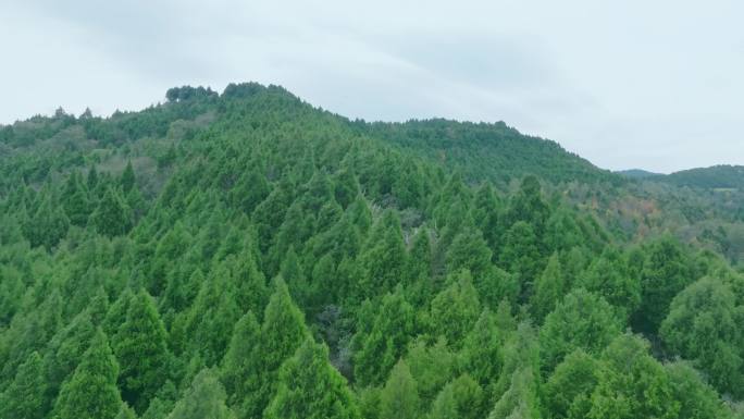 航拍翠云廊山林森林