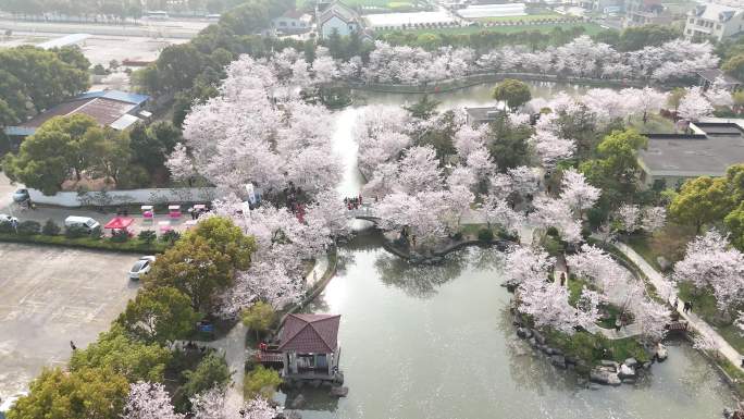 4K上海金山樱花节航拍2