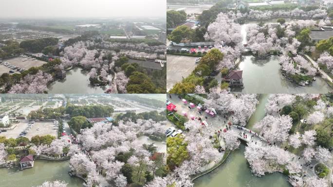 4K上海金山樱花节航拍2