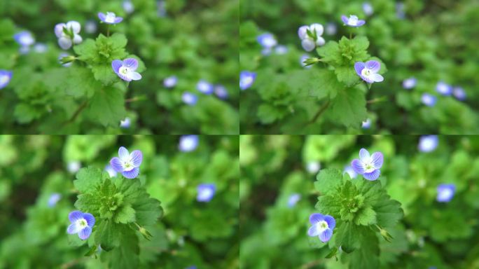 春天 小花 春风 春暖花开 小野花 野花