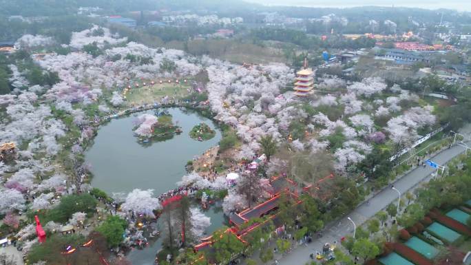 四组湖北武汉东湖樱花园日景夜景