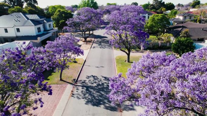 澳大利亚郊区的紫蓝花楹树