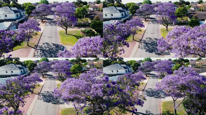 澳大利亚郊区的紫蓝花楹树
