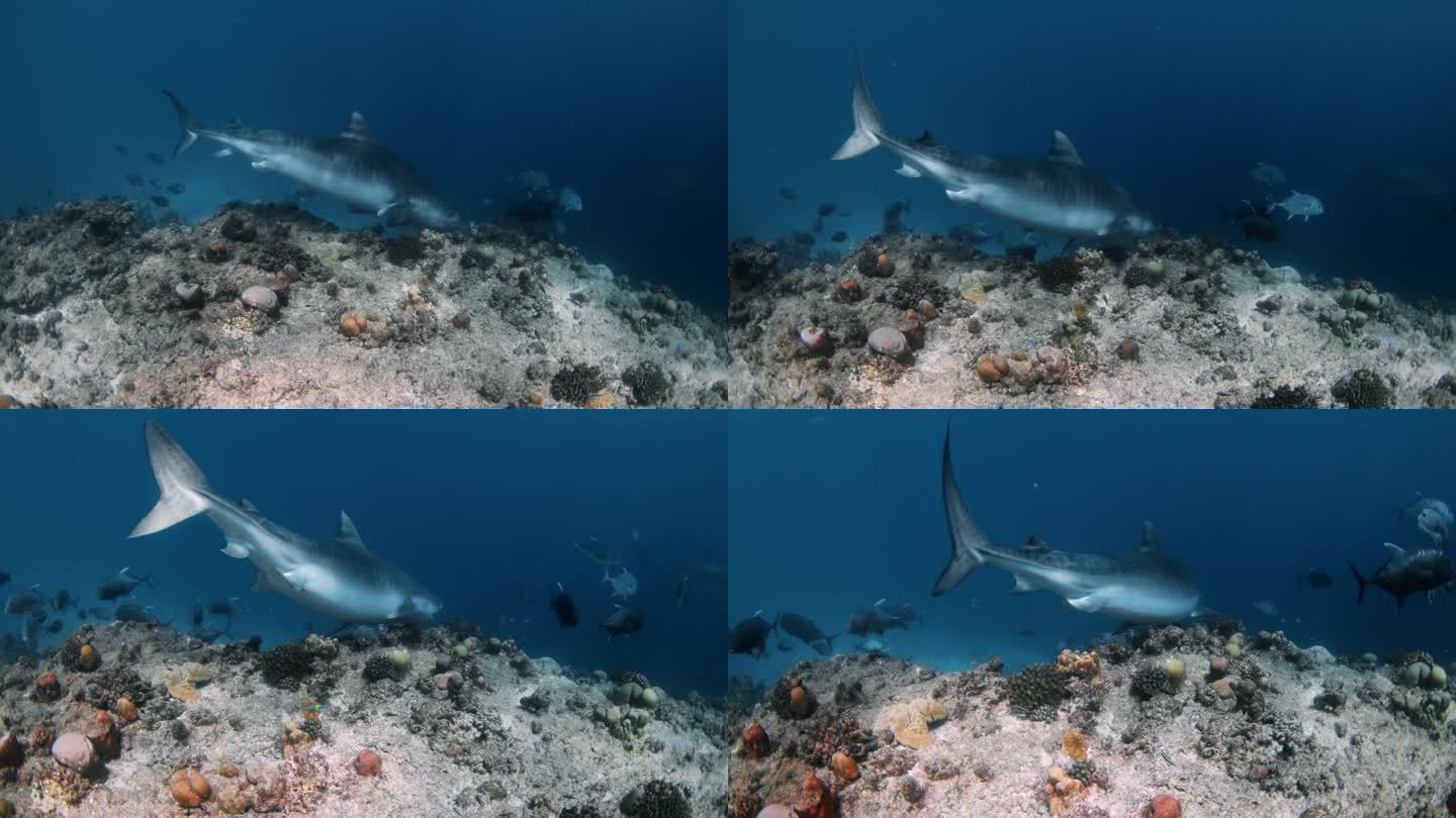大型虎鲨水下在蓝色的海洋。在马尔代夫与虎鲨一起潜水