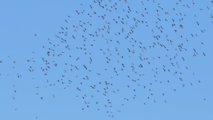 一群雨燕在湛蓝晴朗的天空中高飞。一群黑椋鸟(Sturnus Vulgaris)在天空中飞翔，聚集了天