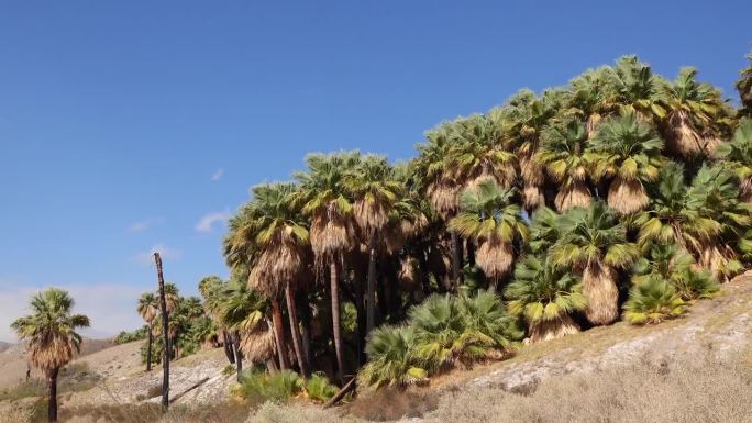 棕榈树在科切拉山谷保护区附近的千棕榈绿洲的沙漠中升起。绒毛棕榈绿洲。加州