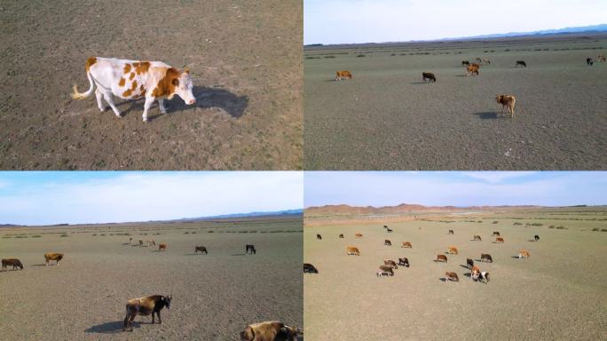 草原散养牲畜群羊群C