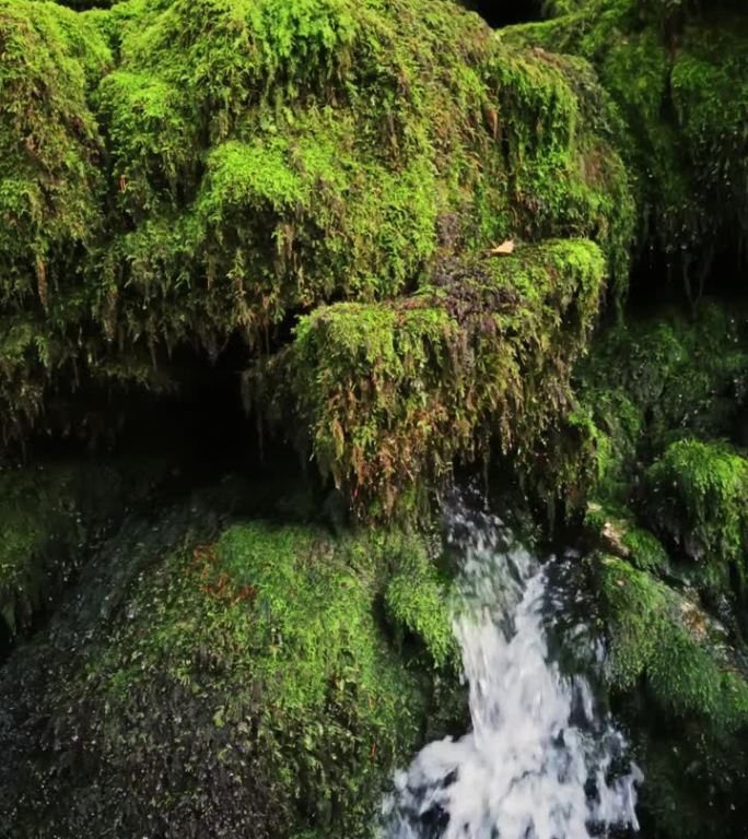 清澈的森林小溪从长满青苔的岩石悬崖上流下