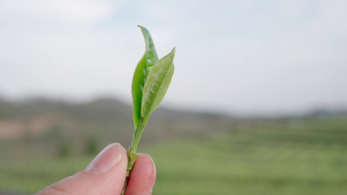 采茶茶叶茶园