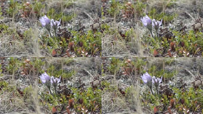 春天，雪山上开花的番红花。派克峰，美国科罗拉多州