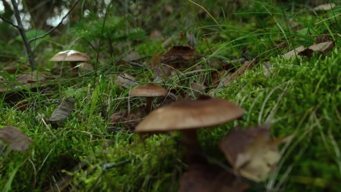 藏在森林草丛中的棕色蘑菇。采满叶子的蘑菇，近景。采木中毒菌或食用菌，宁静自然风光