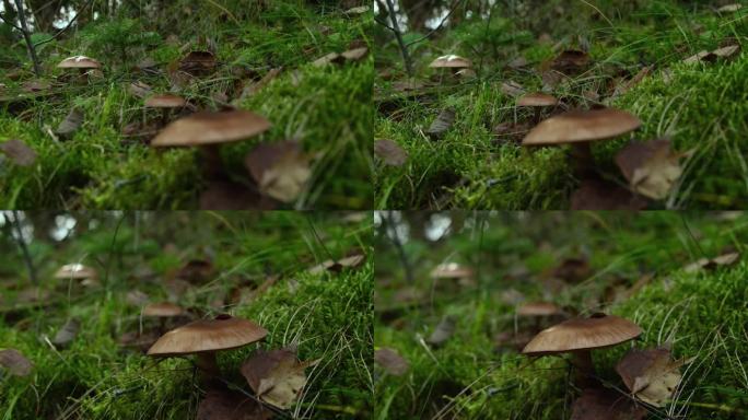 藏在森林草丛中的棕色蘑菇。采满叶子的蘑菇，近景。采木中毒菌或食用菌，宁静自然风光