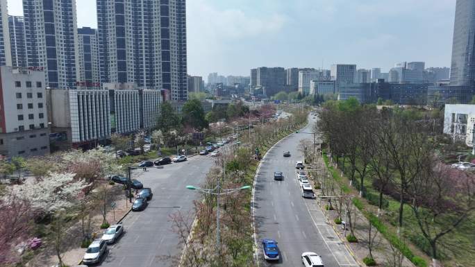 樱花大道 开满樱花的城市道路