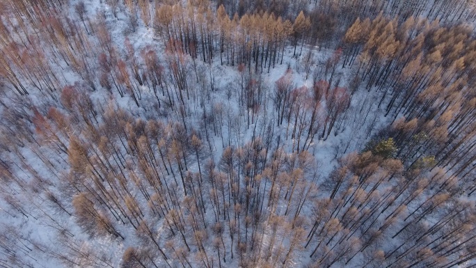 4K俯拍冬季森林树冠 (20)