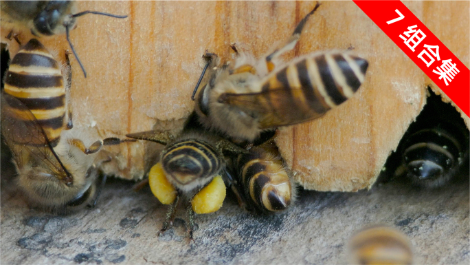 振兴乡村：土蜂的农家传统养殖，微距特写