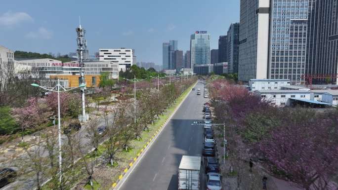 樱花大道 开满樱花的城市道路