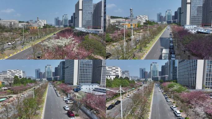 樱花大道 开满樱花的城市道路