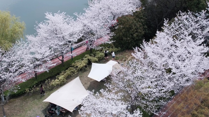 青浦沁园湖樱花