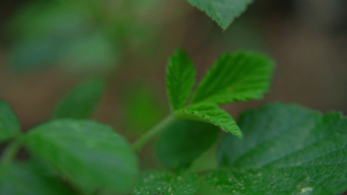 覆盆子 树覆盆子 蔷薇科 运镜 覆盆莓