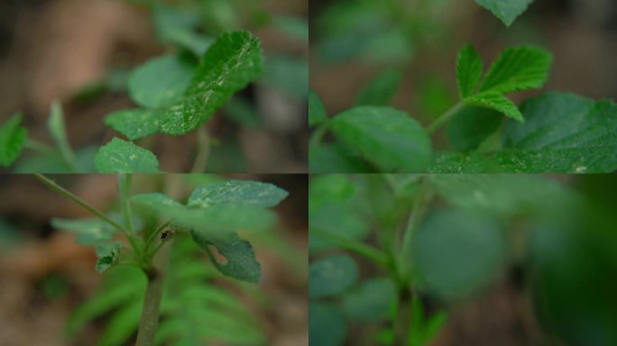 覆盆子 树覆盆子 蔷薇科 运镜 覆盆莓