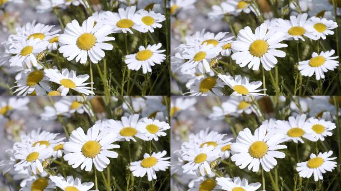 几朵白色的洋甘菊在阳光明媚的日子里随风摇曳，特写视频。美丽的野花，白色的花瓣。开花植物，微距视频。