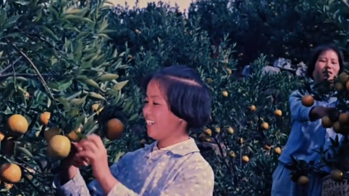 70年代 病虫害防治 石头山上种柑橘