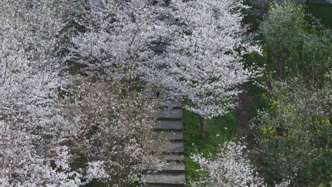 平山樱花谷 樱花