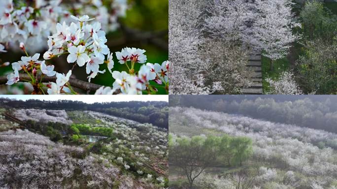 平山樱花谷 樱花