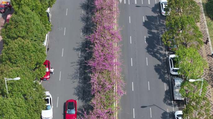 紫荆花道路 紫荆花 紫荆花大道 航拍