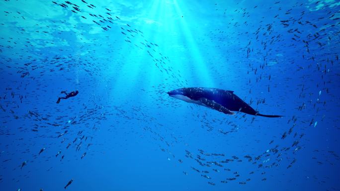 4k海底世界鲸鱼鱼群粒子