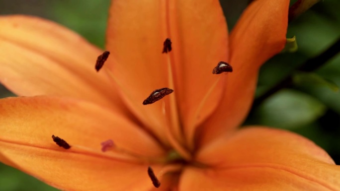 亮橙色虎百合(Lilium lancifolium)的近照