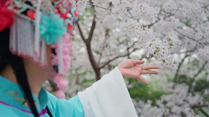 （简介有合集）戏曲樱花 手部特写