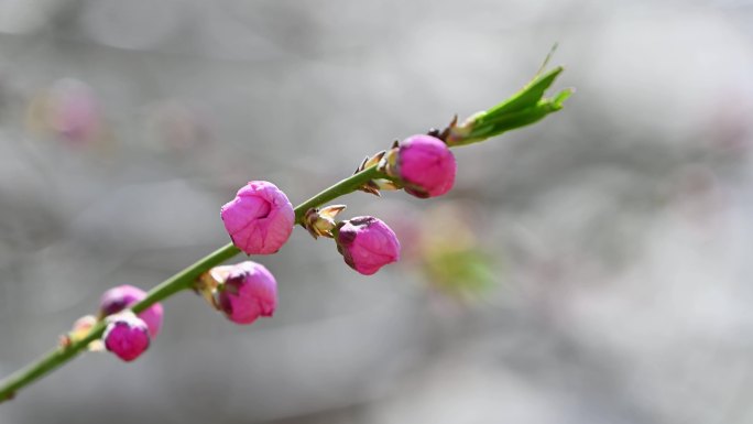 春天盛开的粉色碧桃桃花花朵特写