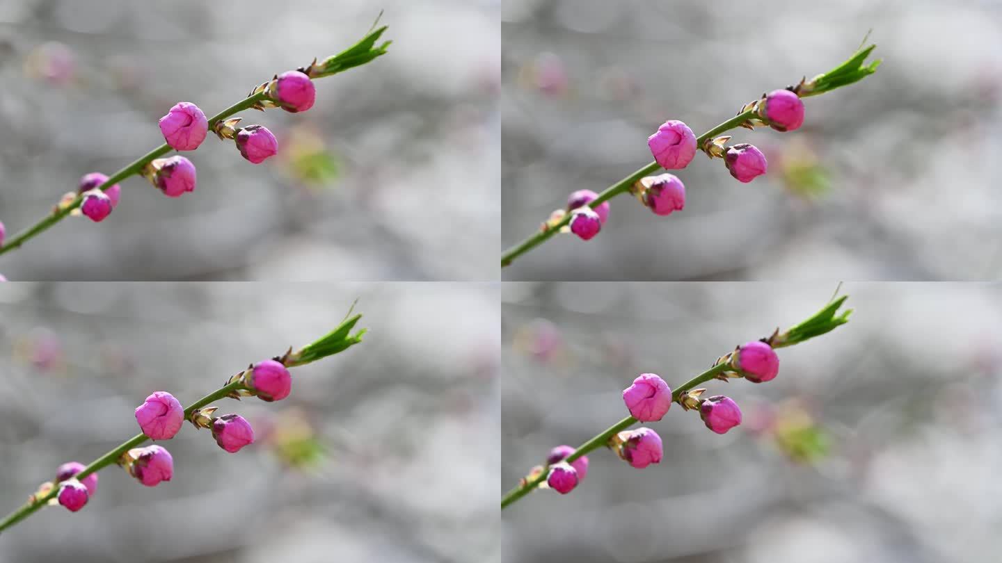 春天盛开的粉色碧桃桃花花朵特写
