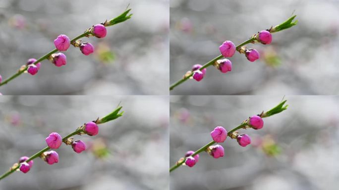 春天盛开的粉色碧桃桃花花朵特写