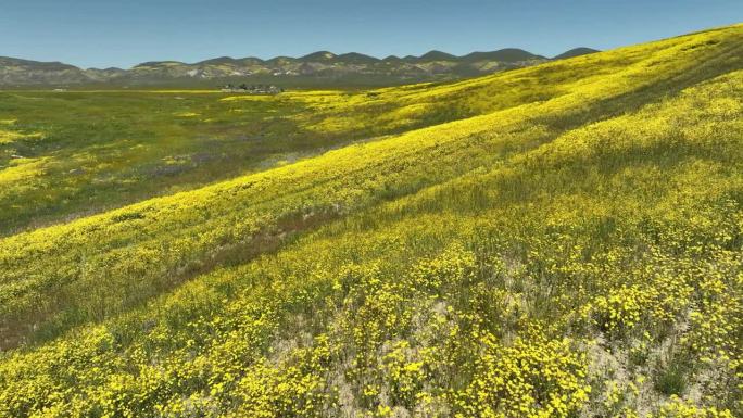 卡里佐平原超级开花花空中拍摄-拍摄于美国加州国家纪念碑外