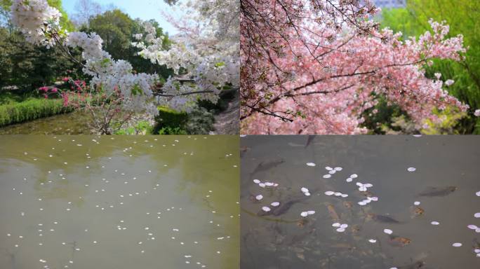 春天樱花盛开 樱花飘落在水面上