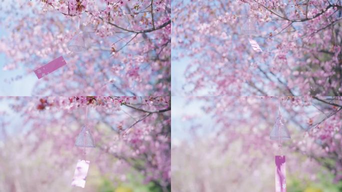 春天 风铃 花瓣 花瓣雨 小清新空镜 风