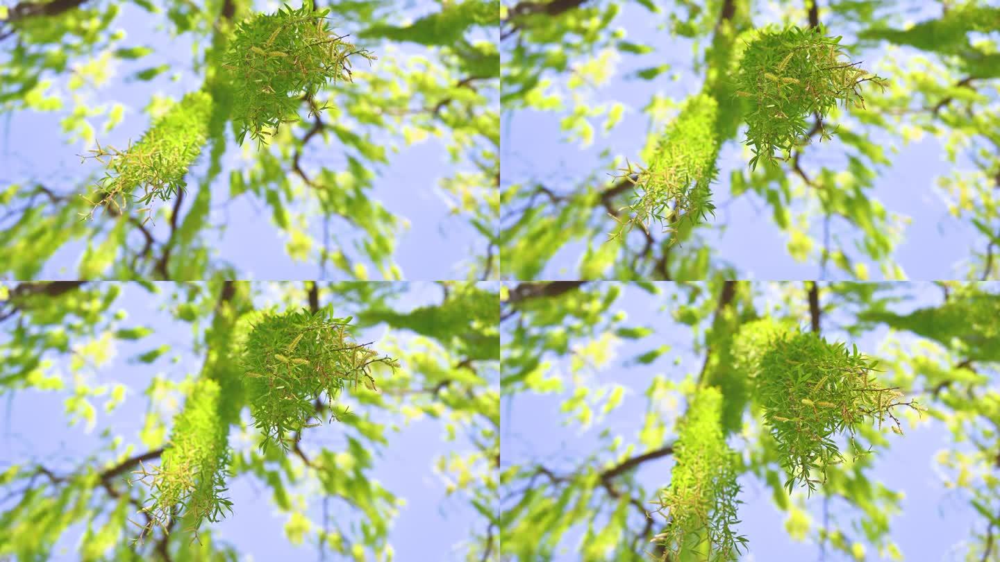 春天垂杨柳柳树生长绿色发芽特写仰视